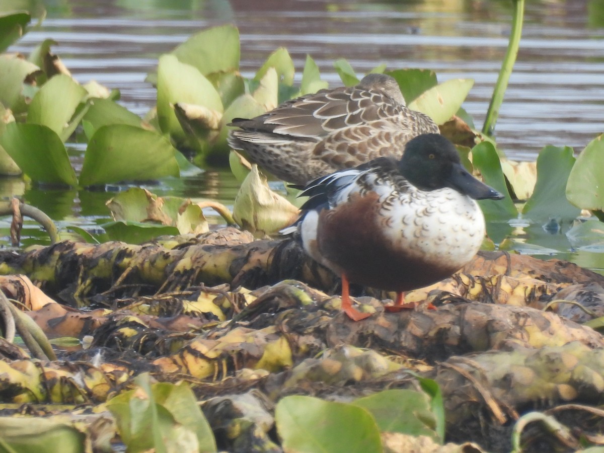 Northern Shoveler - ML644985761