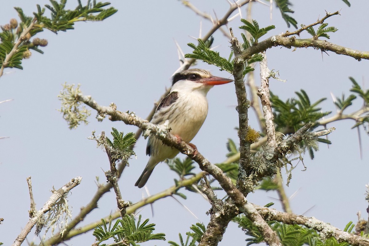 Striped Kingfisher - ML644985779