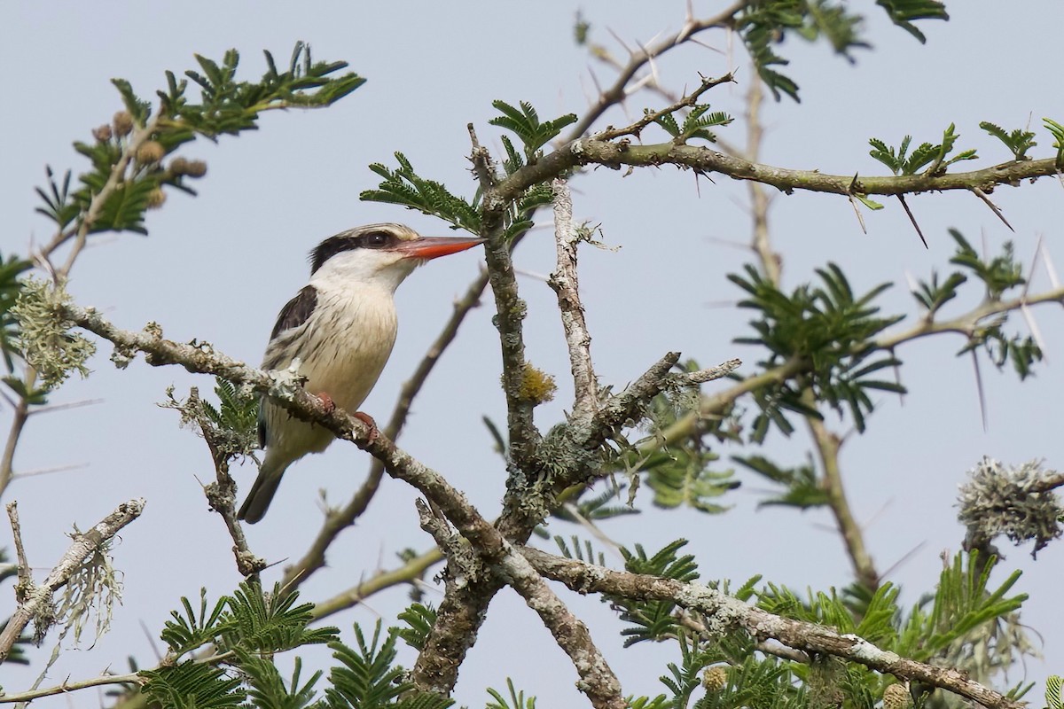 Striped Kingfisher - ML644985780