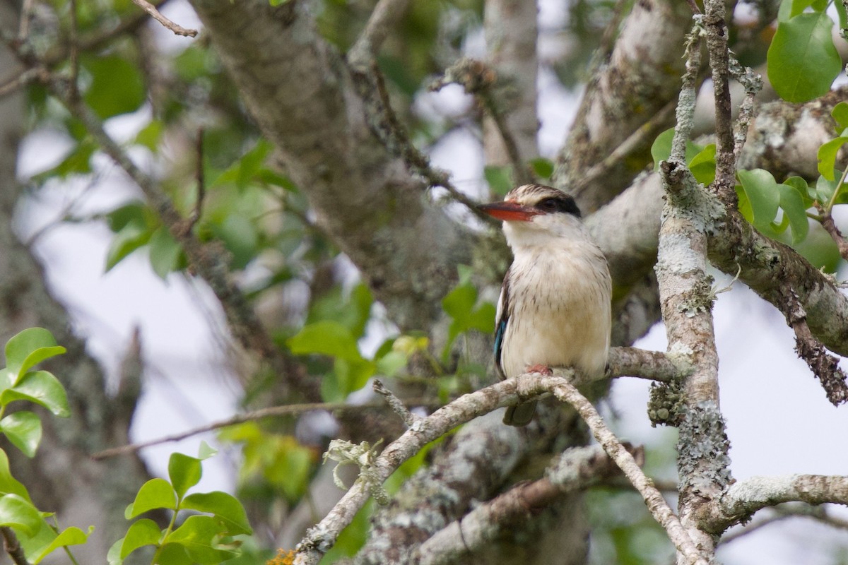 Striped Kingfisher - ML644985781