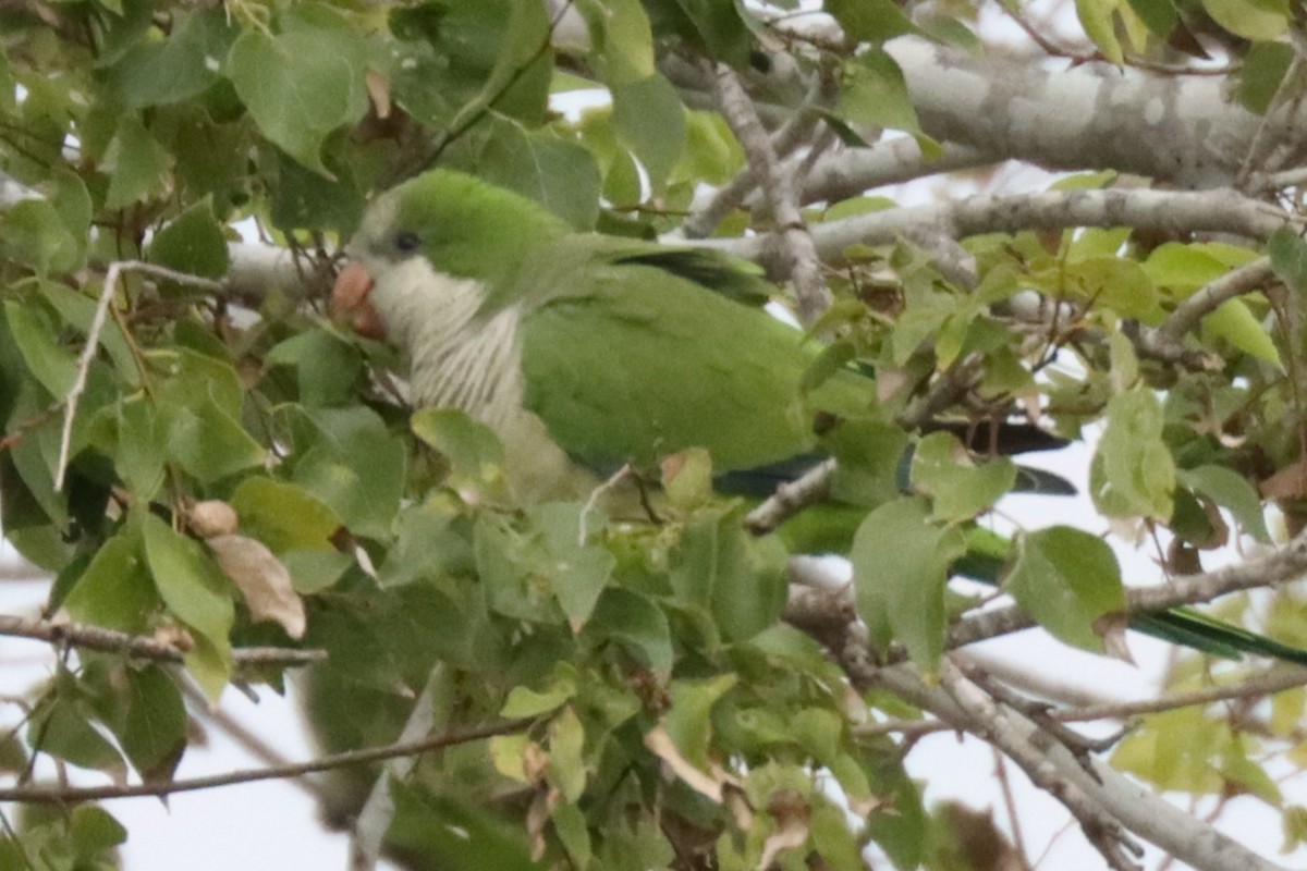 Monk Parakeet - ML644985782