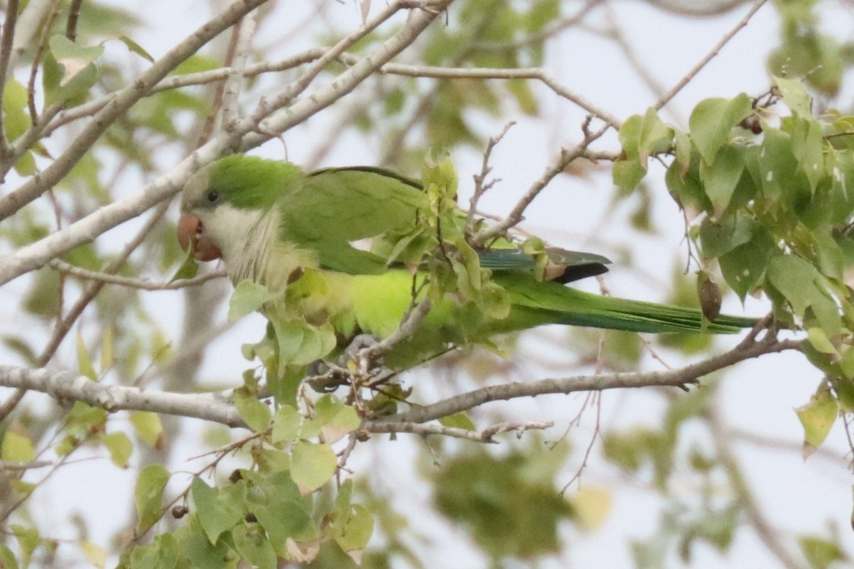 Monk Parakeet - ML644985783