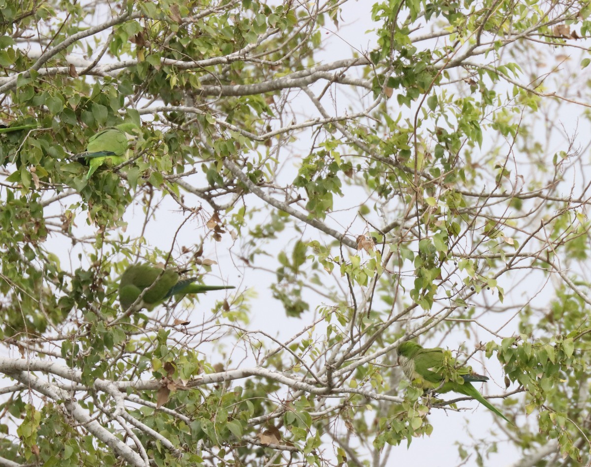 Monk Parakeet - ML644985811