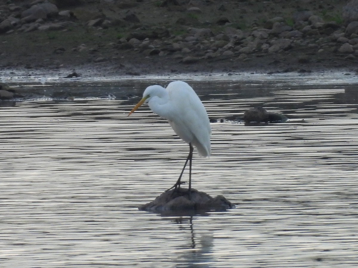 Great Egret - ML644985815