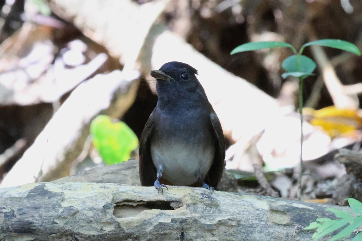 Черная райская мухоловка - ML644985818