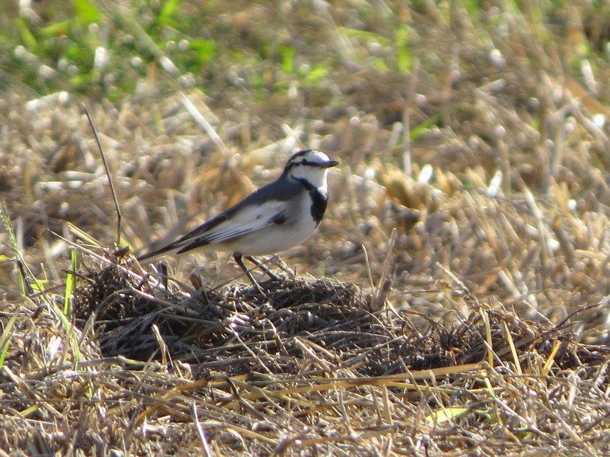 Bachstelze - ML644985825