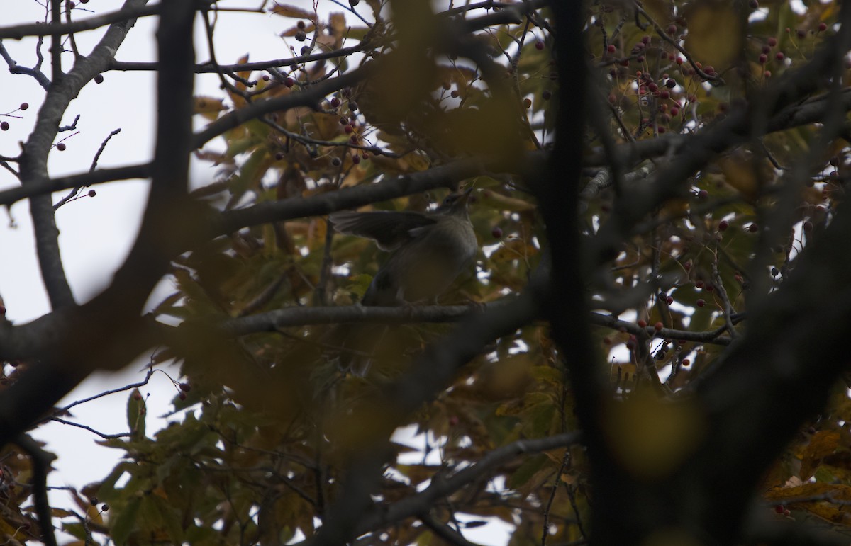 Fahldrossel - ML644985827