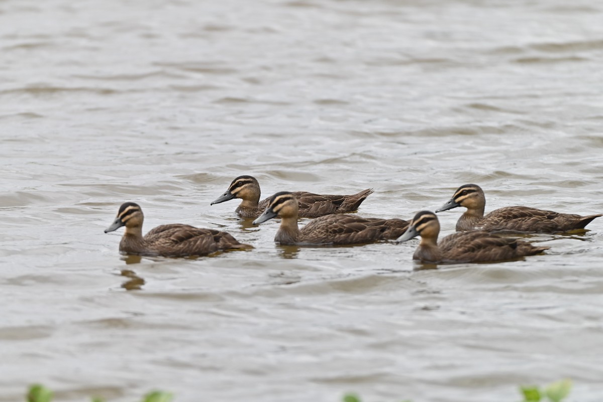 Augenbrauenente - ML644985830