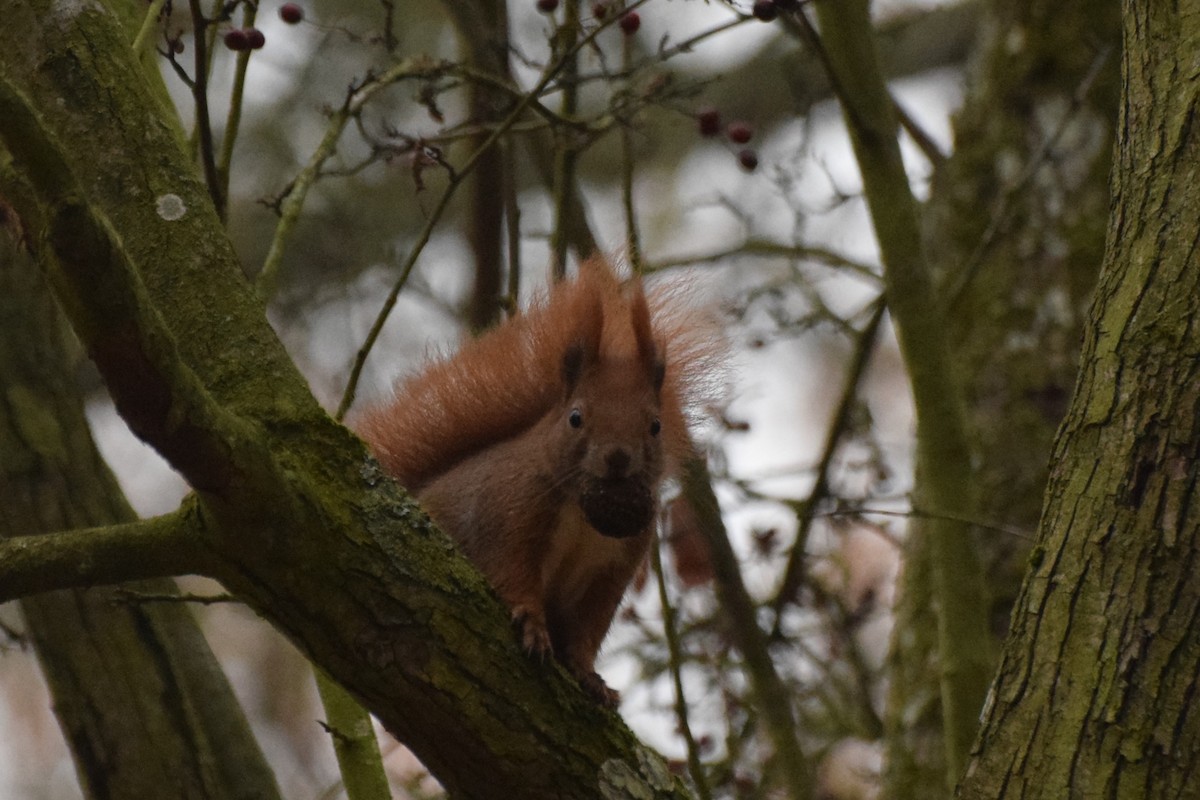 歐亞紅松鼠 - ML644985831