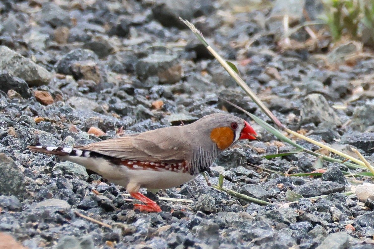 Zebraamadine - ML644985833