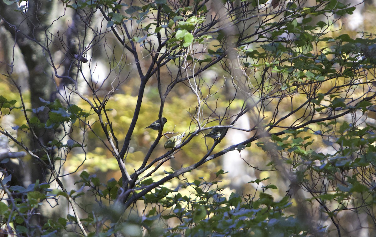 Erlenzeisig - ML644985835