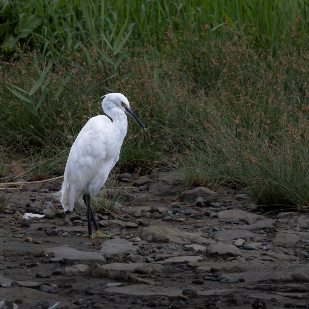 Seidenreiher - ML644985836