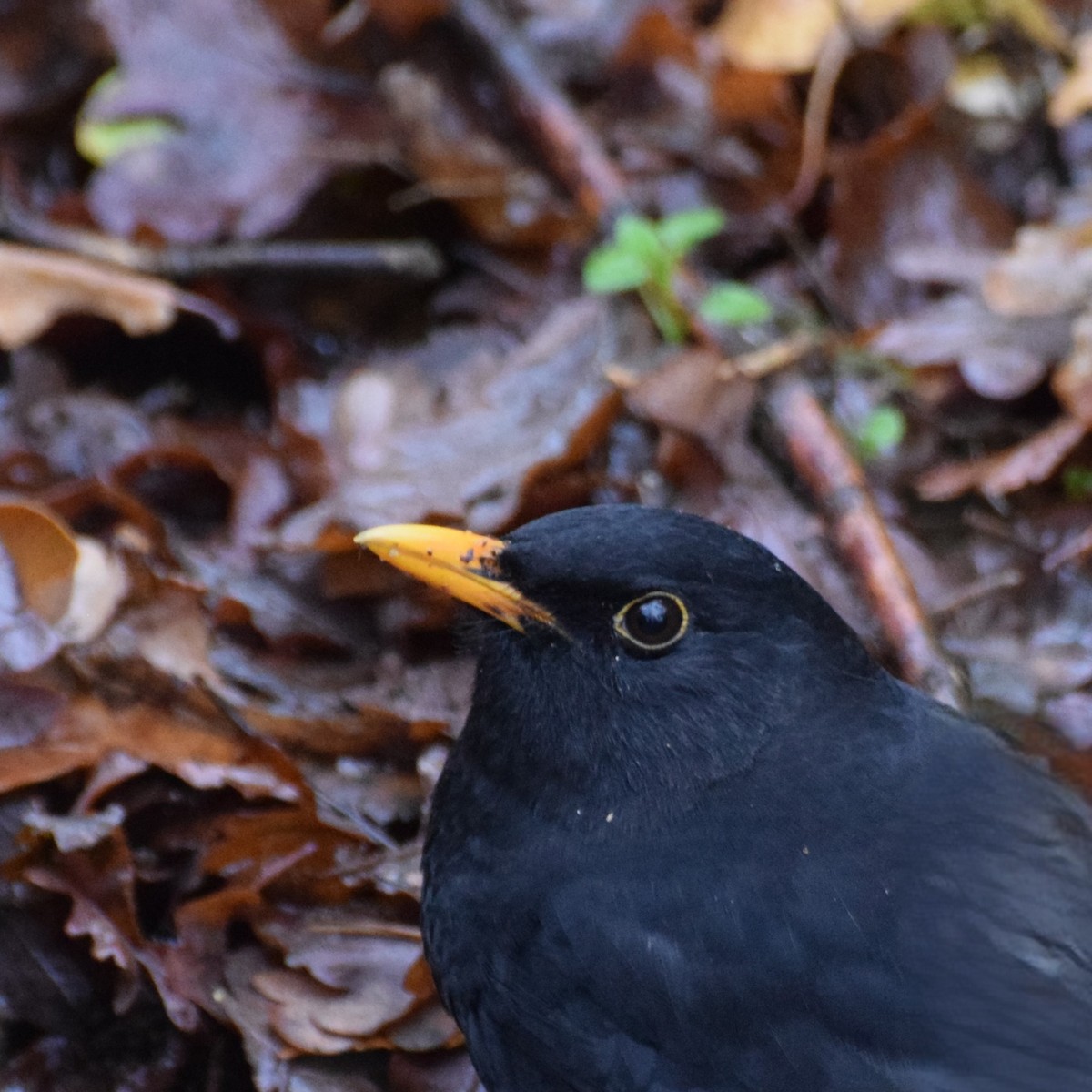 Amsel - ML644985838