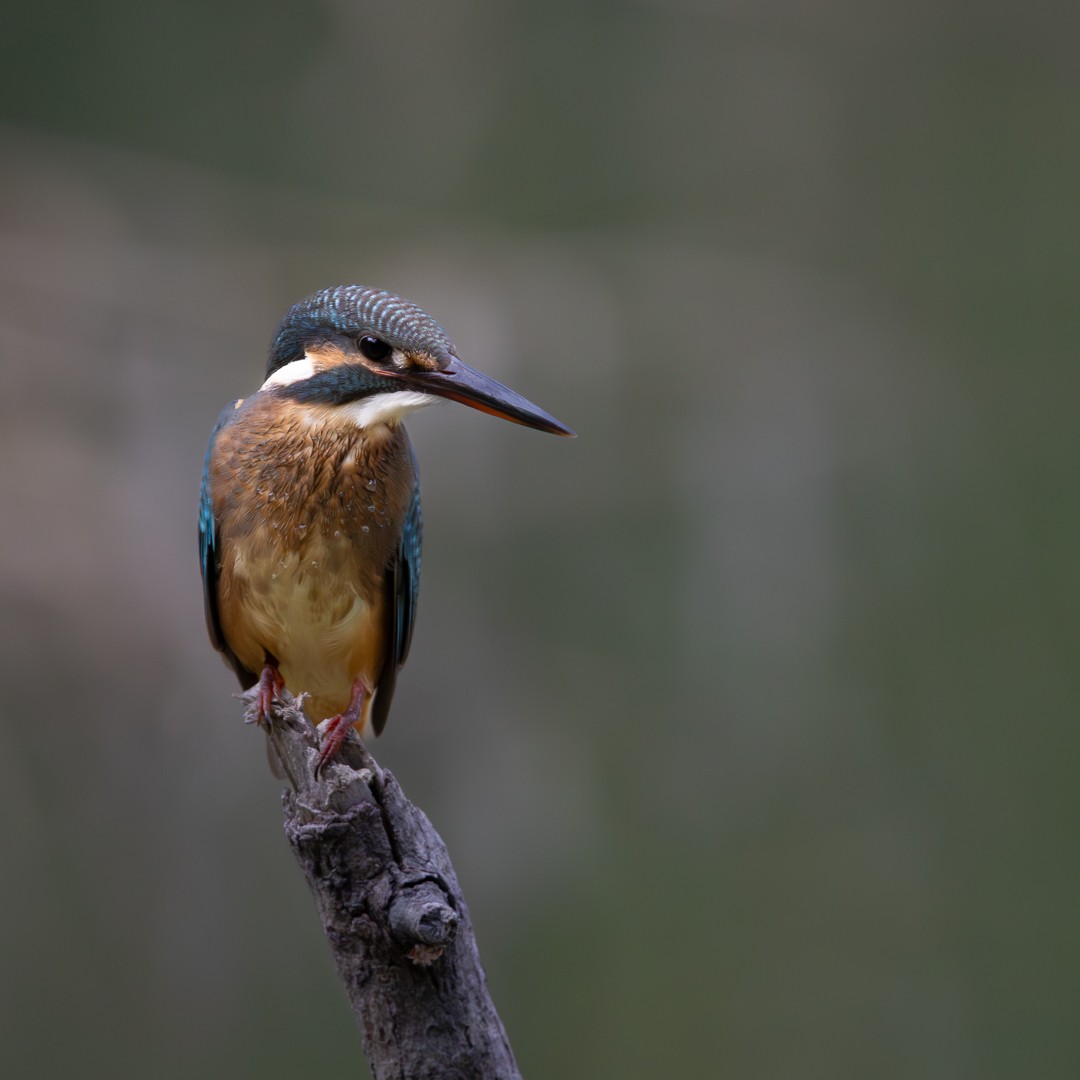 Eisvogel - ML644985839