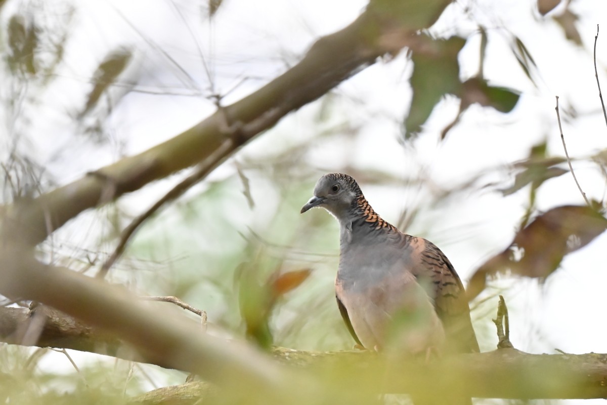 Kupfernackentäubchen - ML644985841