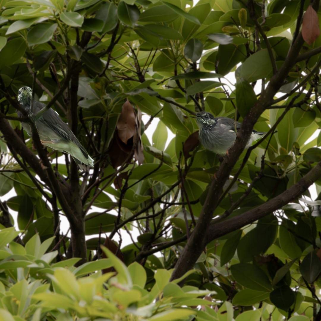 Weißwangenstar - ML644985842