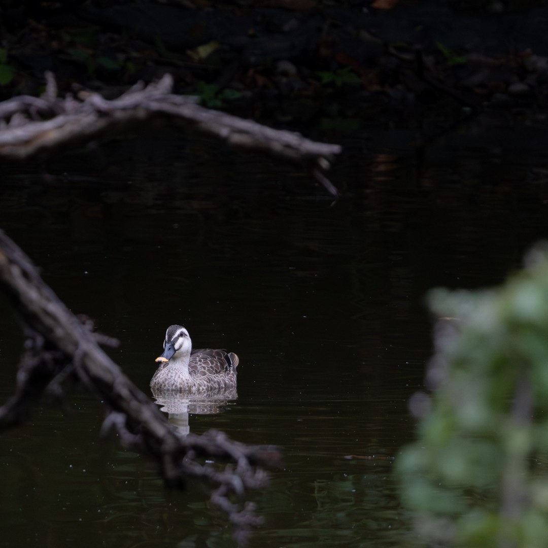 China-Fleckschnabelente - ML644985844