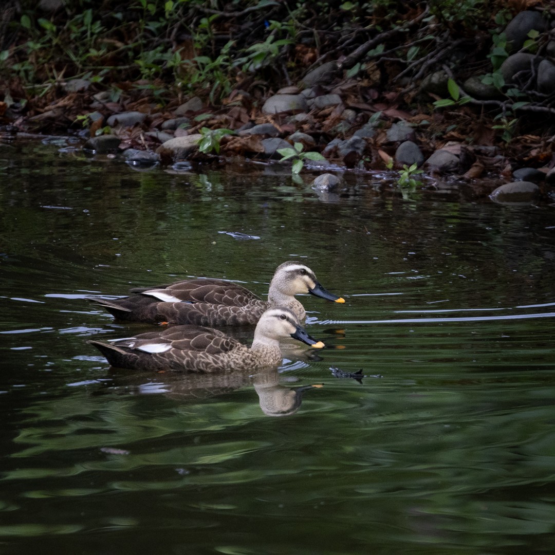 China-Fleckschnabelente - ML644985845