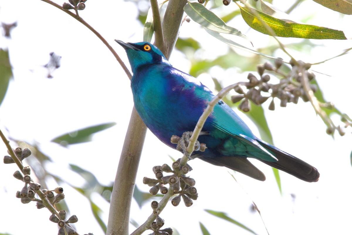 Grünschwanz-Glanzstar - ML644985846