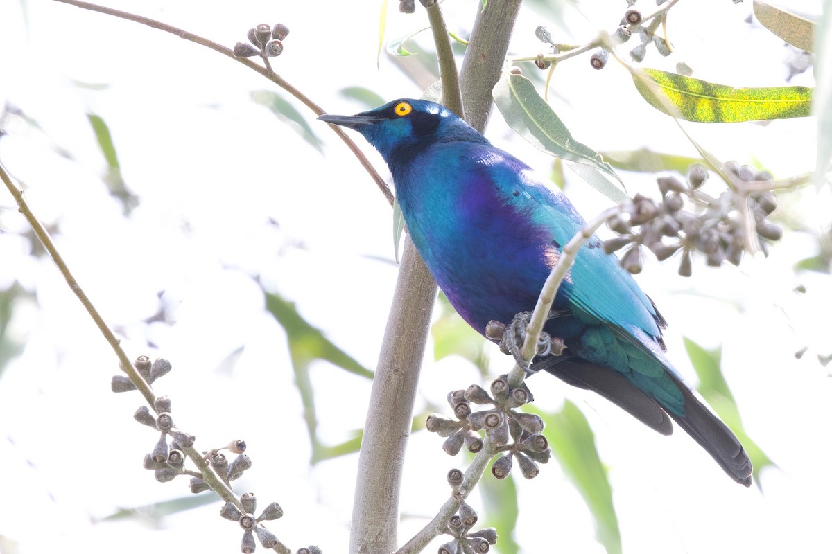 Grünschwanz-Glanzstar - ML644985847