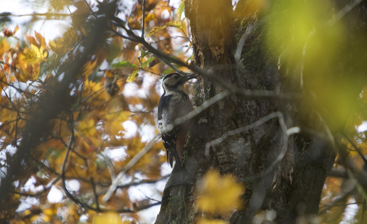 Weißrückenspecht - ML644985848