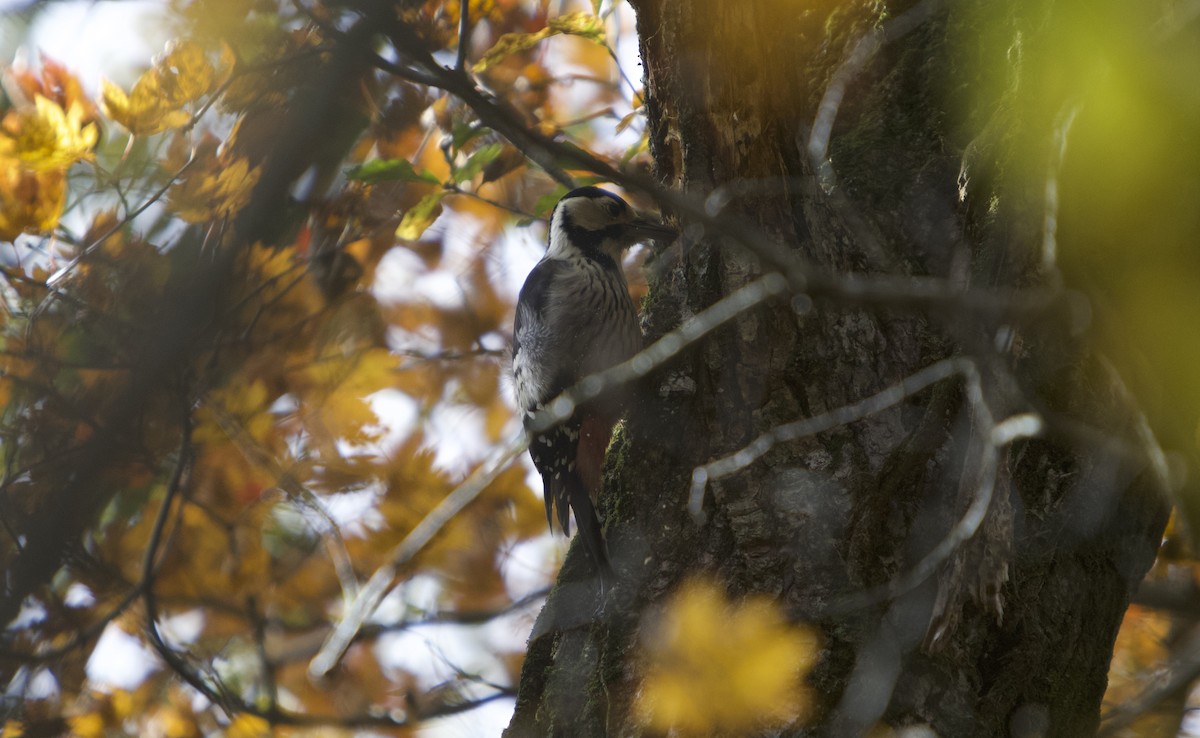 Weißrückenspecht - ML644985849