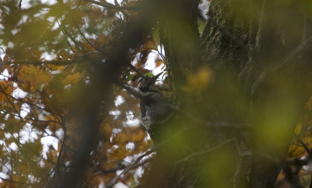 Weißrückenspecht - ML644985850