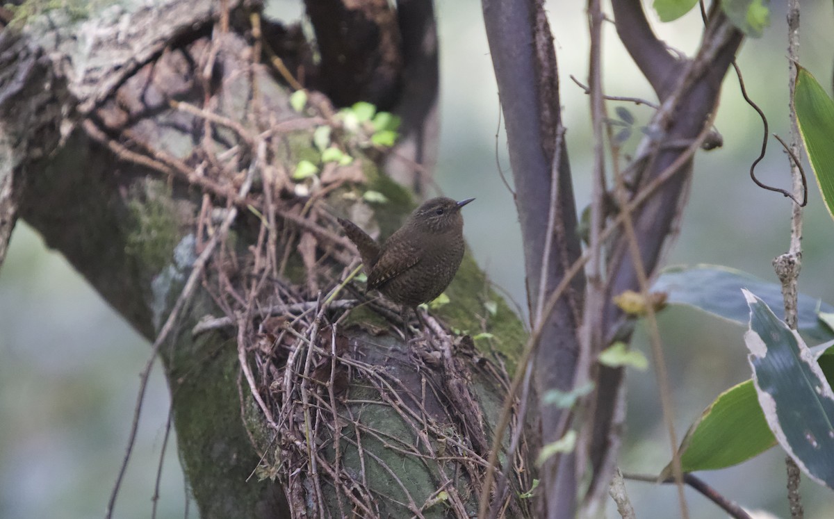 Zaunkönig - ML644985853