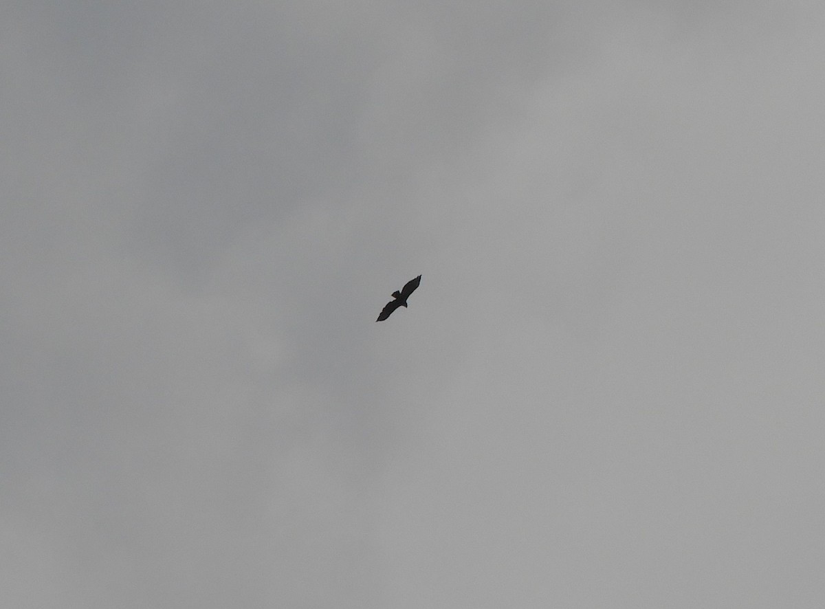 Buteo/Adler, unbestimmt - ML644985854