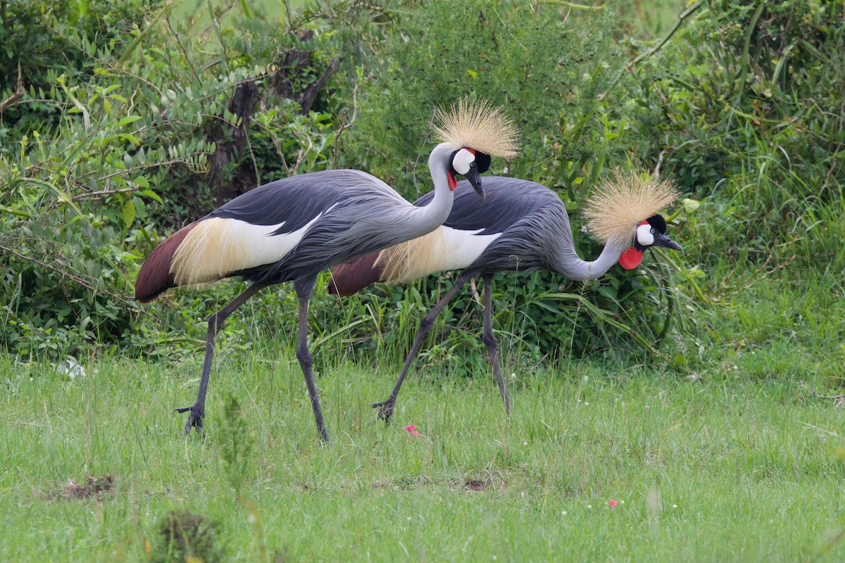 Grauhals-Kronenkranich - ML644985855