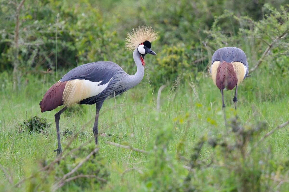 Grauhals-Kronenkranich - ML644985856