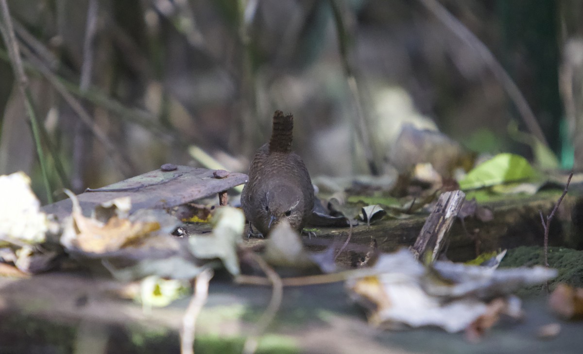 Zaunkönig - ML644985857