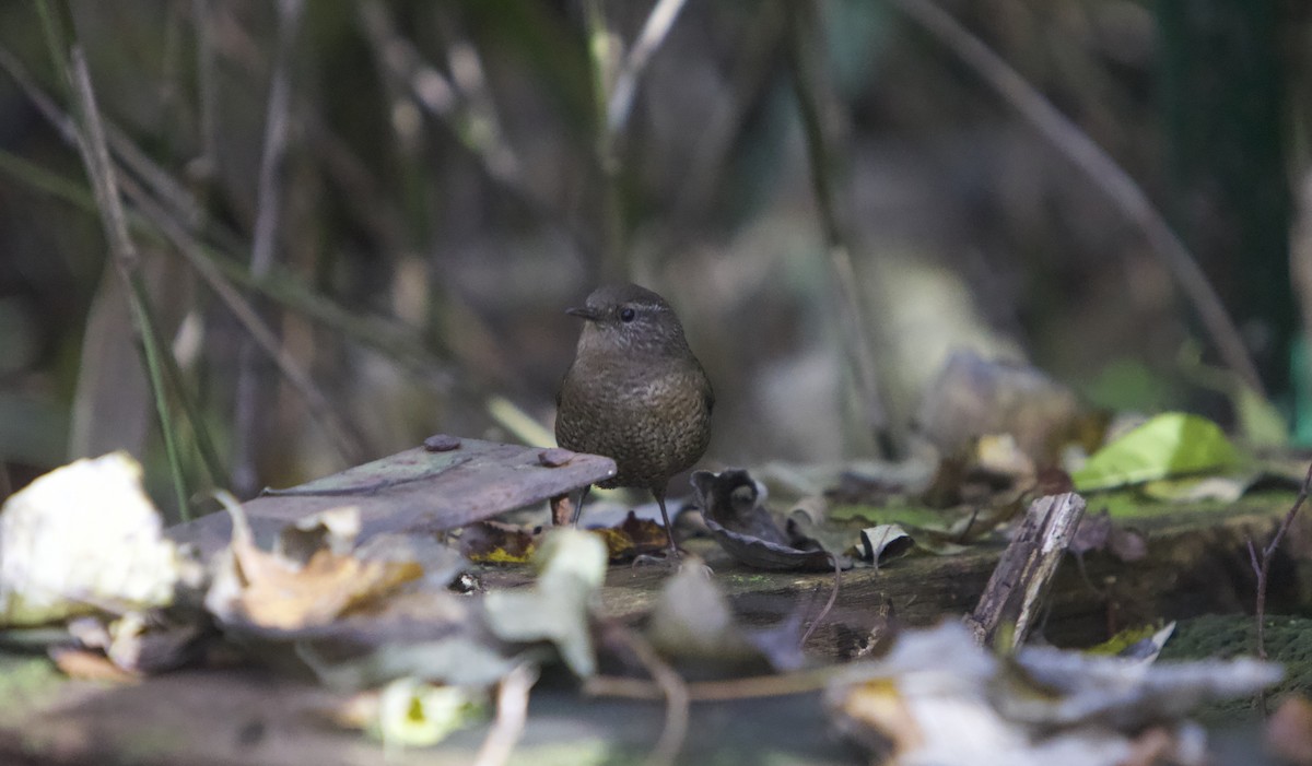 Zaunkönig - ML644985858