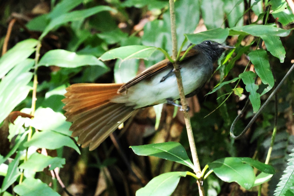 Japanparadiesschnäpper - ML644985859