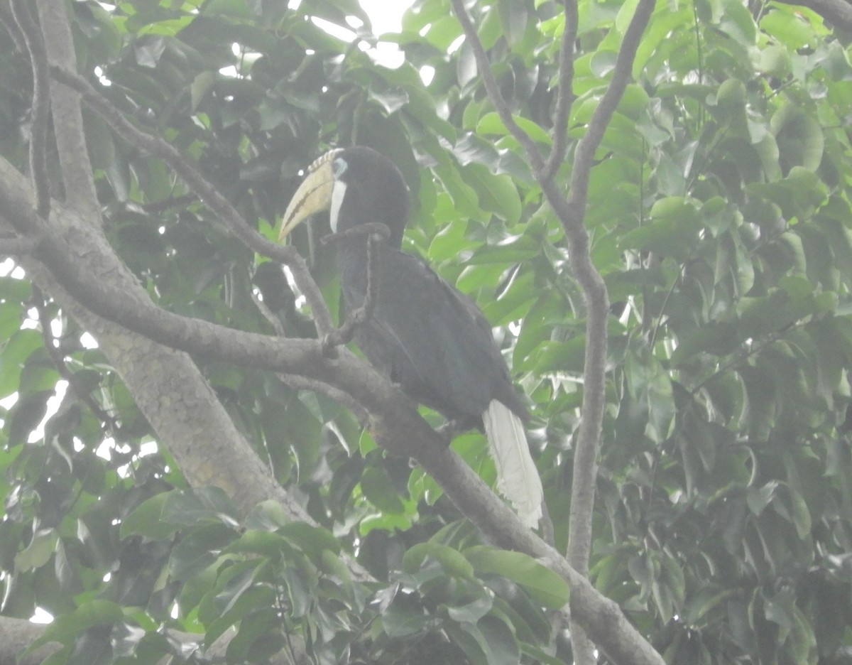 Orienthornvogel - ML644985860