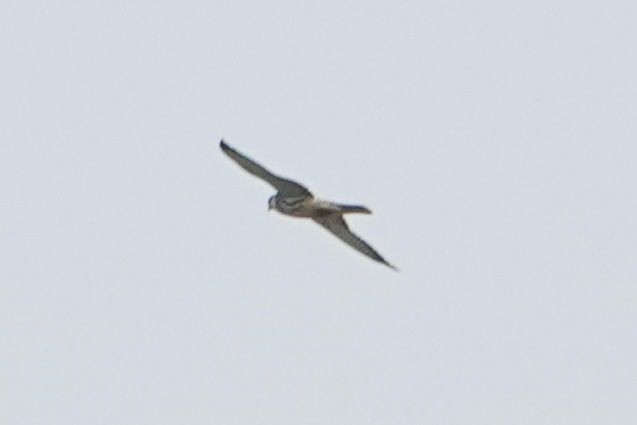 Amur Falcon - ML644985913