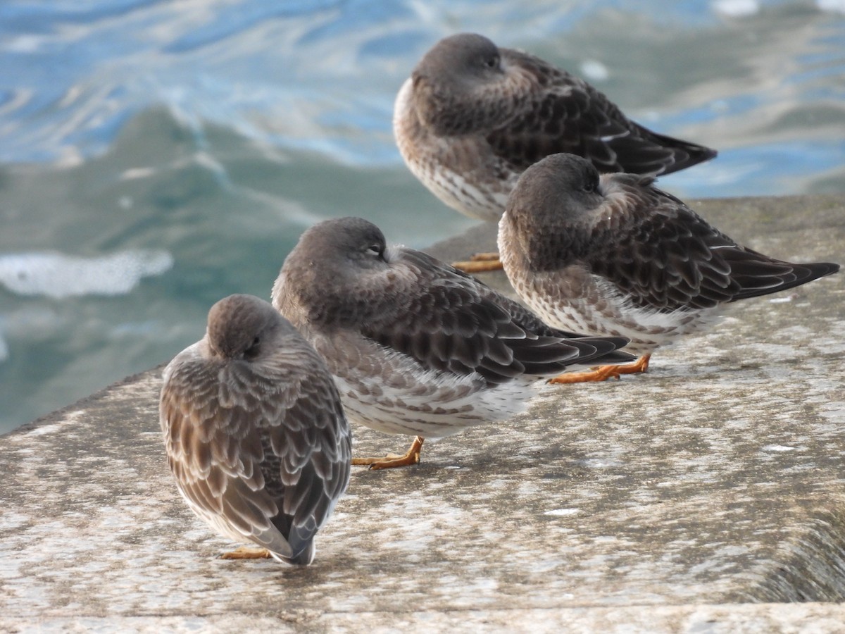 Purple Sandpiper - ML644985915