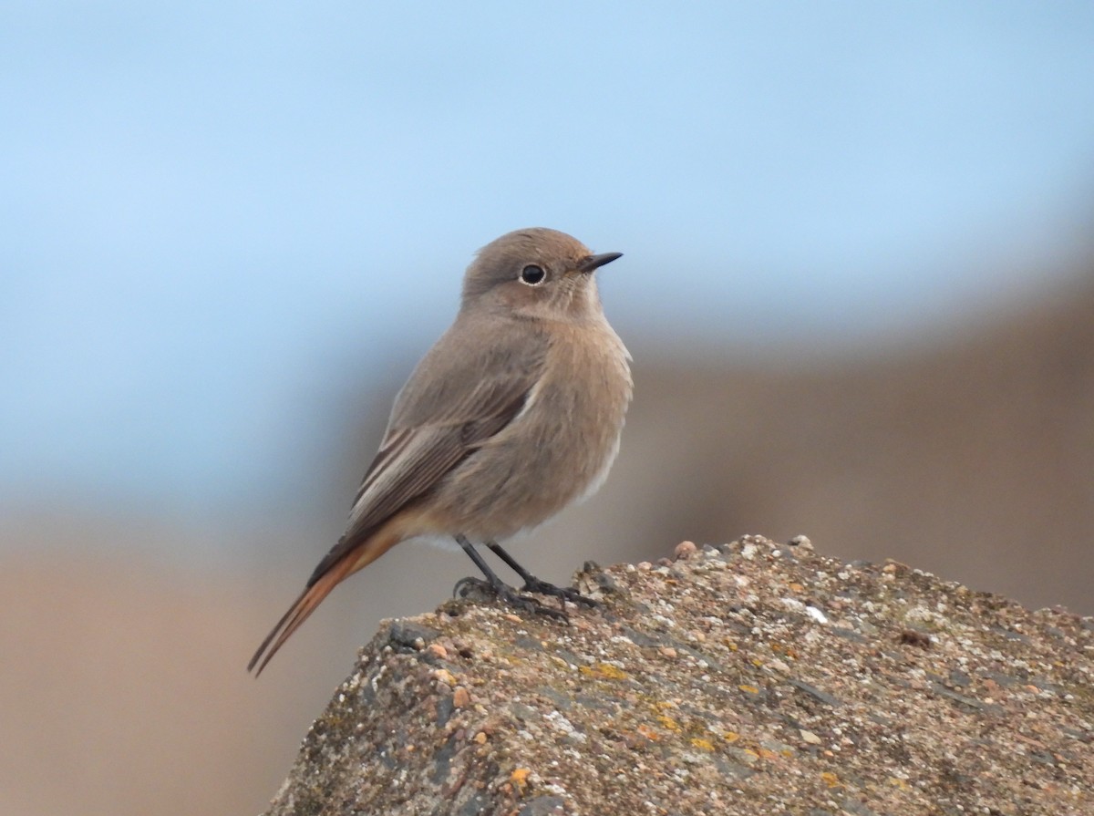 Black Redstart - ML644985918