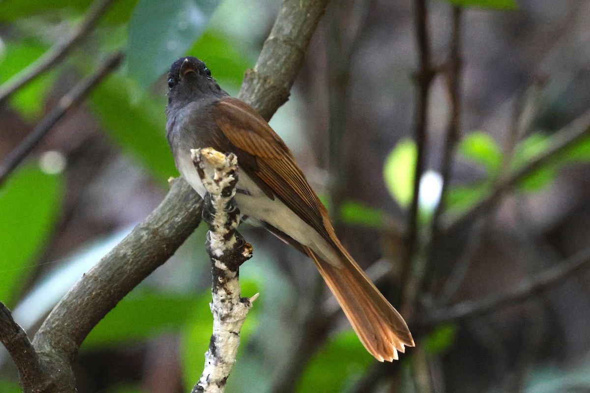 Черная райская мухоловка - ML644985932