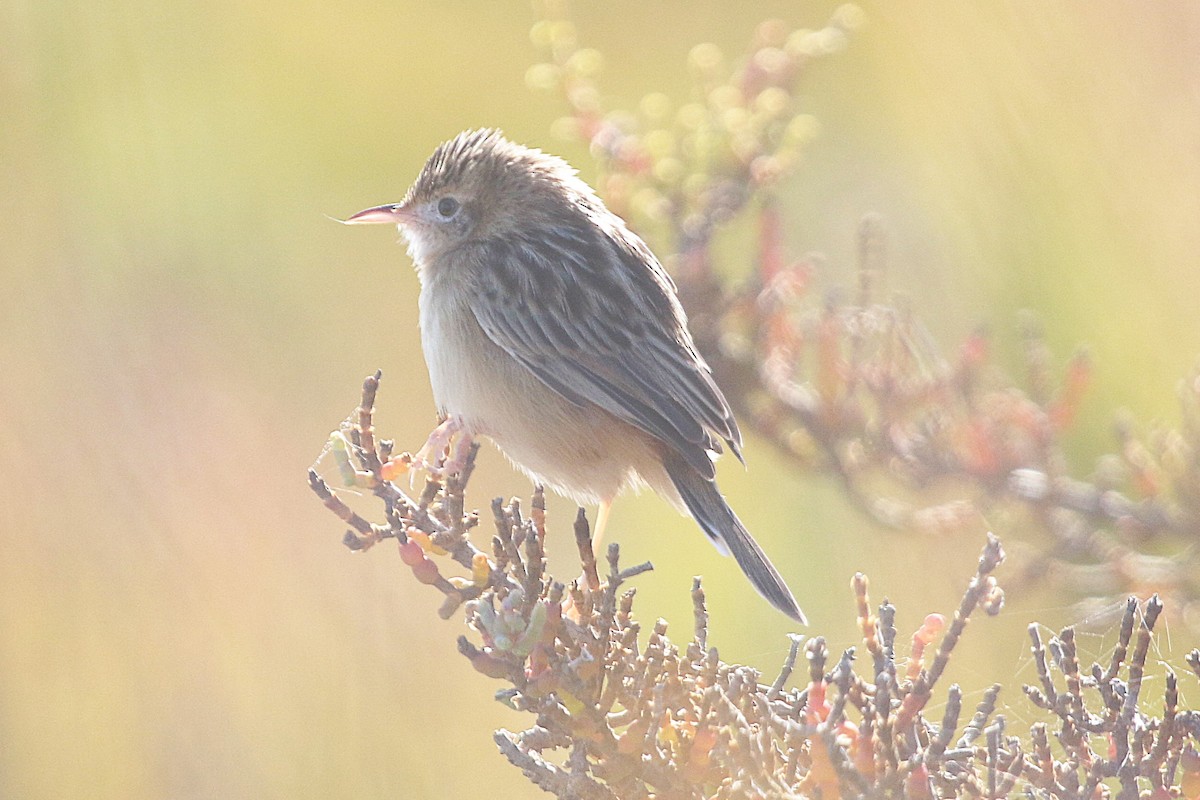 Zitting Cisticola - ML644985952
