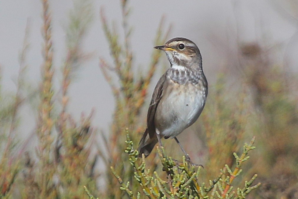 Bluethroat - ML644985955