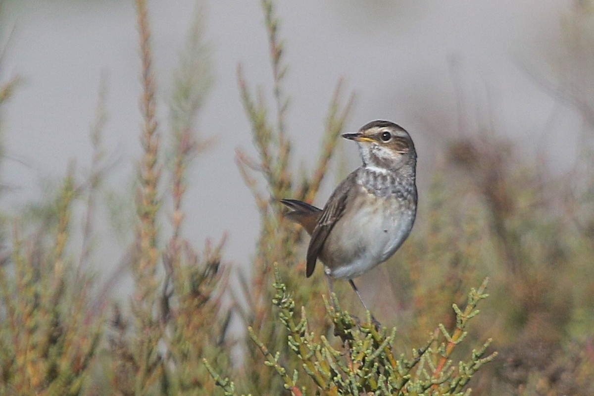 Bluethroat - ML644985956