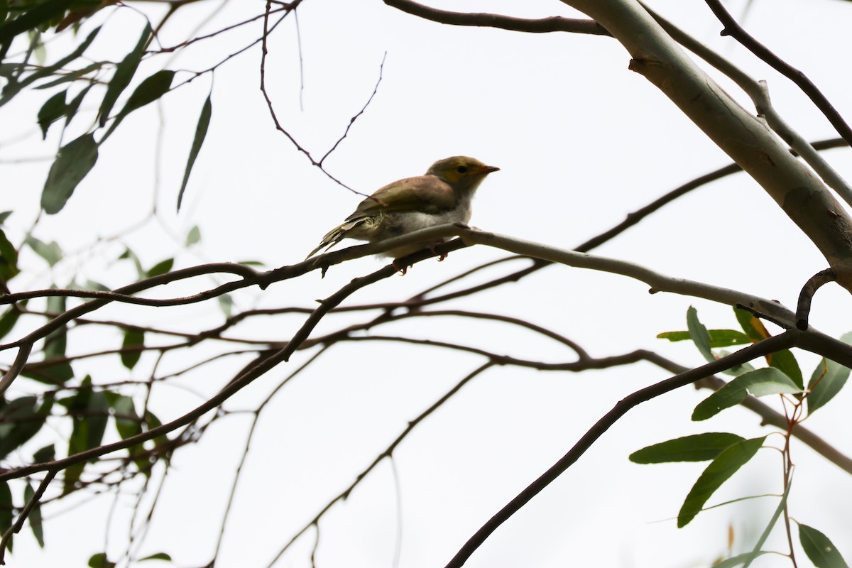 White-plumed Honeyeater - ML644985972