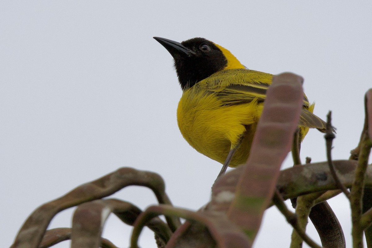Slender-billed Weaver - ML644985977