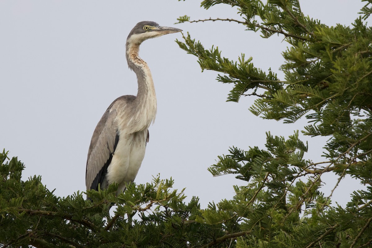 Héron mélanocéphale - ML644985994