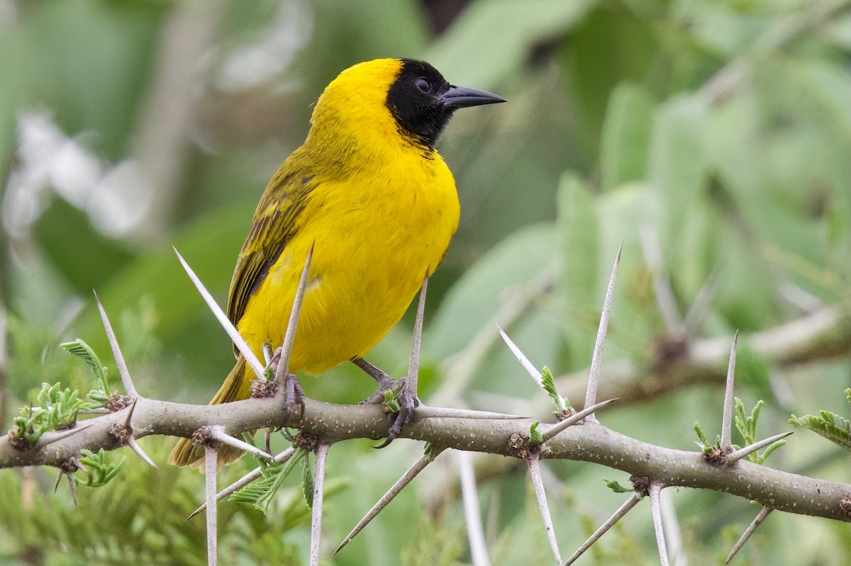 Slender-billed Weaver - ML644985997