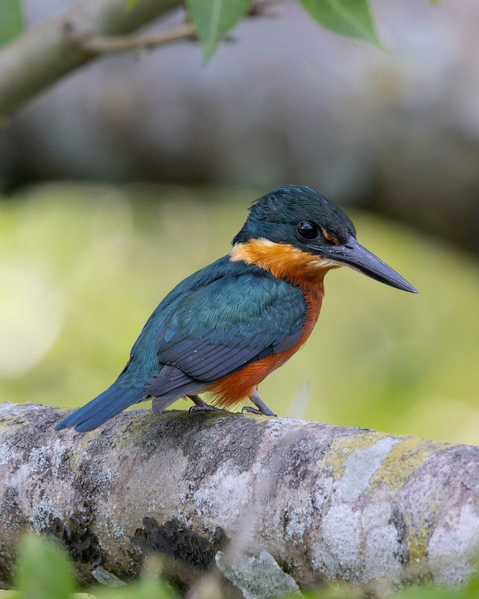 bronseisfugl - ML644986004