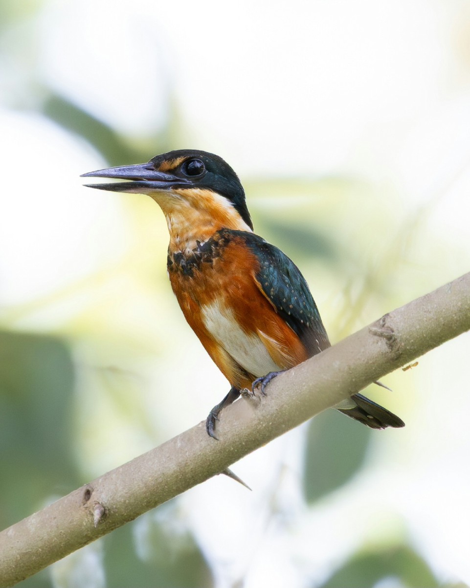 bronseisfugl - ML644986005