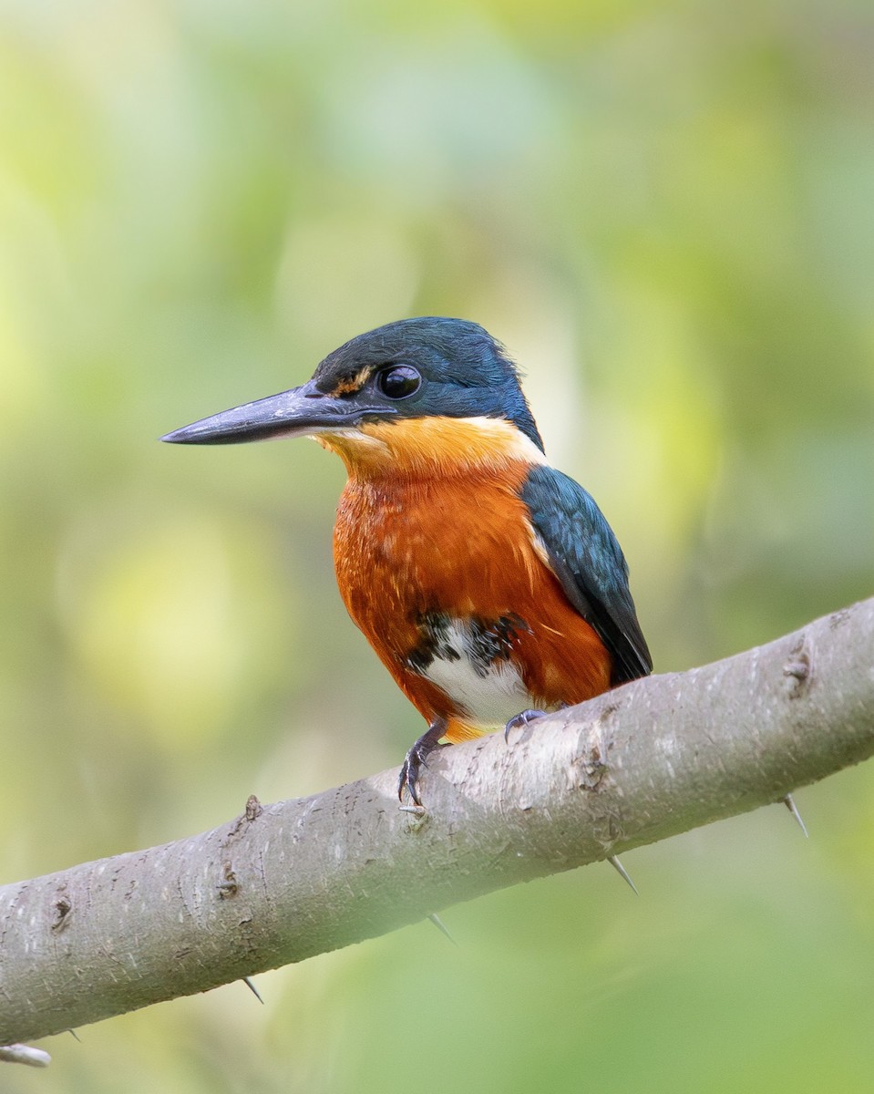 bronseisfugl - ML644986006