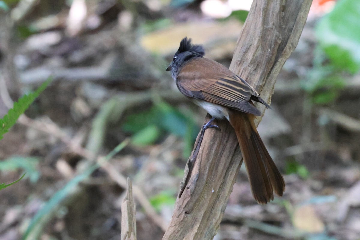 Черная райская мухоловка - ML644986010